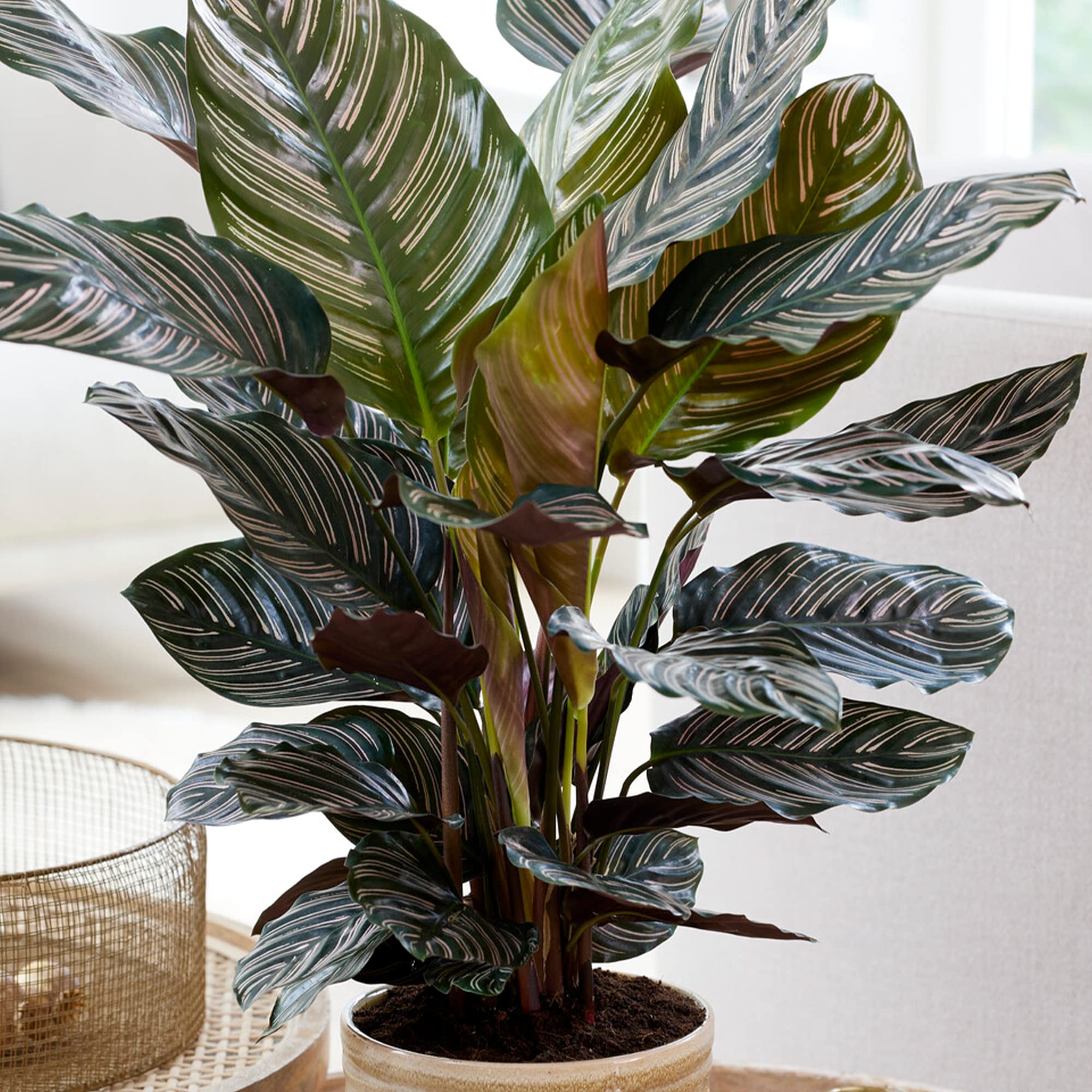 Calathea Ornata Große Zimmerpflanze Echter Immergrün Groß Selten