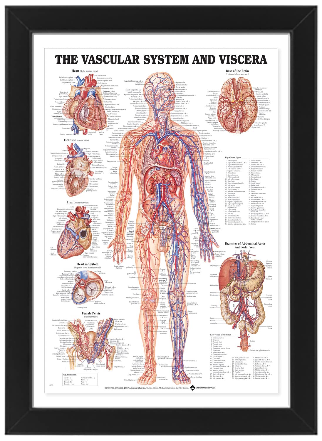 The Vascular System And Viscera - Human Body Anatomical System, Educational Medical Posters, Professional Wall Charts, Labeled Diagram, Display Aid for Professional Practitioners (Unframed, A3)
