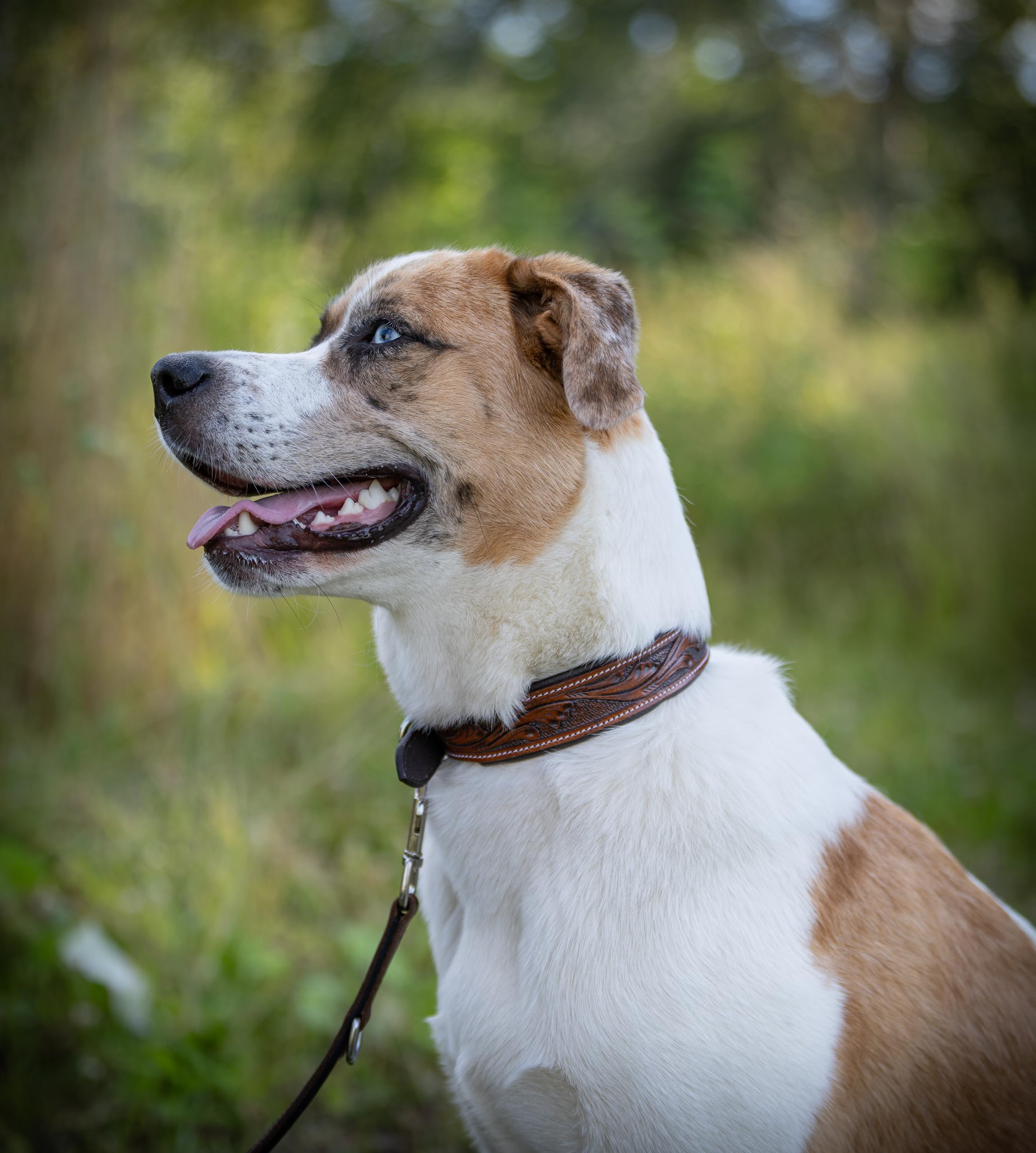 Jack & Russell skórzana obroża dla psa, ręcznie robiona i wyściełana – obroża dla małych psów z bawolej skóry, skórzana obroża ciemno-brązowa Talia (S (26,0-34,0cm))