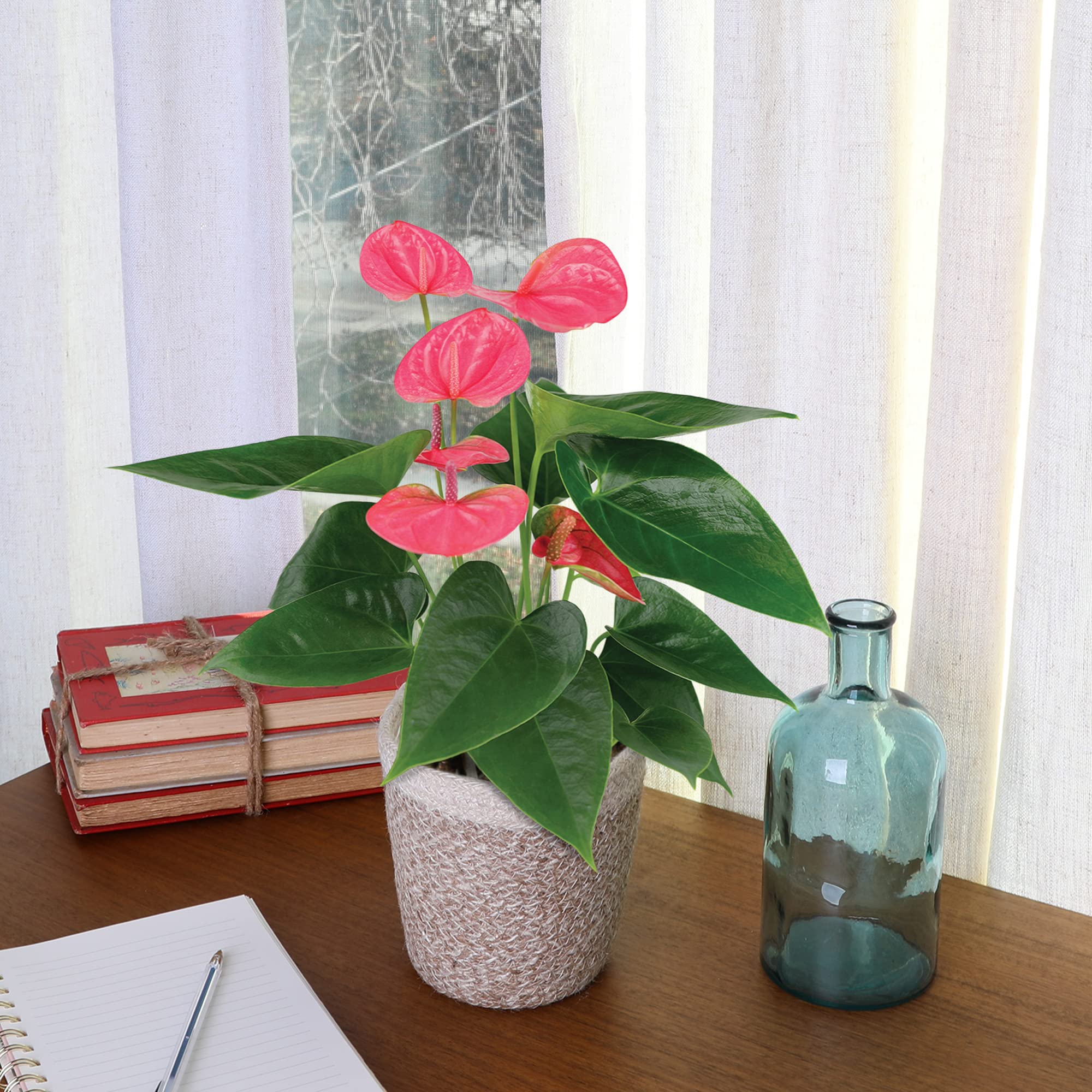 Just Add Ice Ja5111 Pink Anthurium In Cream Boho Ivo | Desertcart Gambia
