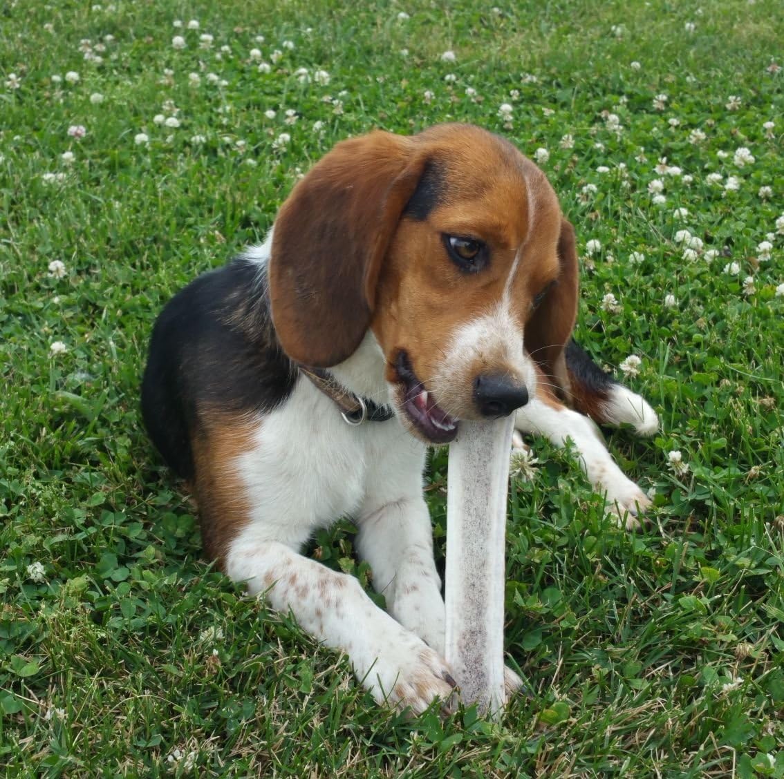 Perfect Pet Chews - Split Economy Elk Antler Dog Chew - Grade B/C, All Natural, Organic, and Long Lasting Treats - Made from Naturally Shed Antlers in The USA