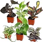 Easy to Grow Houseplants (Pack of 6), Live House Plants in Containers, Growers Choice Plant Set in Planters with Potting Soil Mix, Home Décor Planting Kit or Outdoor Garden Gifts by Plants for Pets