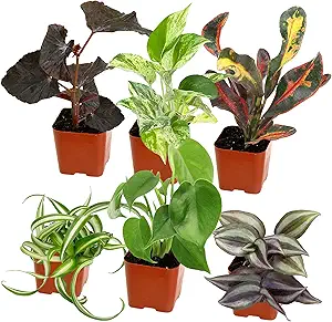 Easy to Grow Houseplants (Pack of 6), Live House Plants in Containers, Growers Choice Plant Set i...