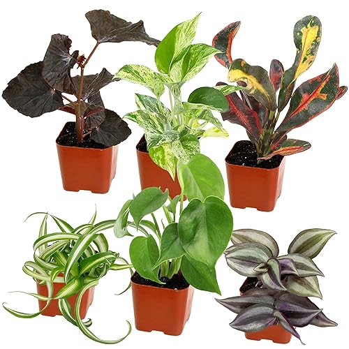 Easy to Grow Houseplants (Pack of 6), Live House Plants