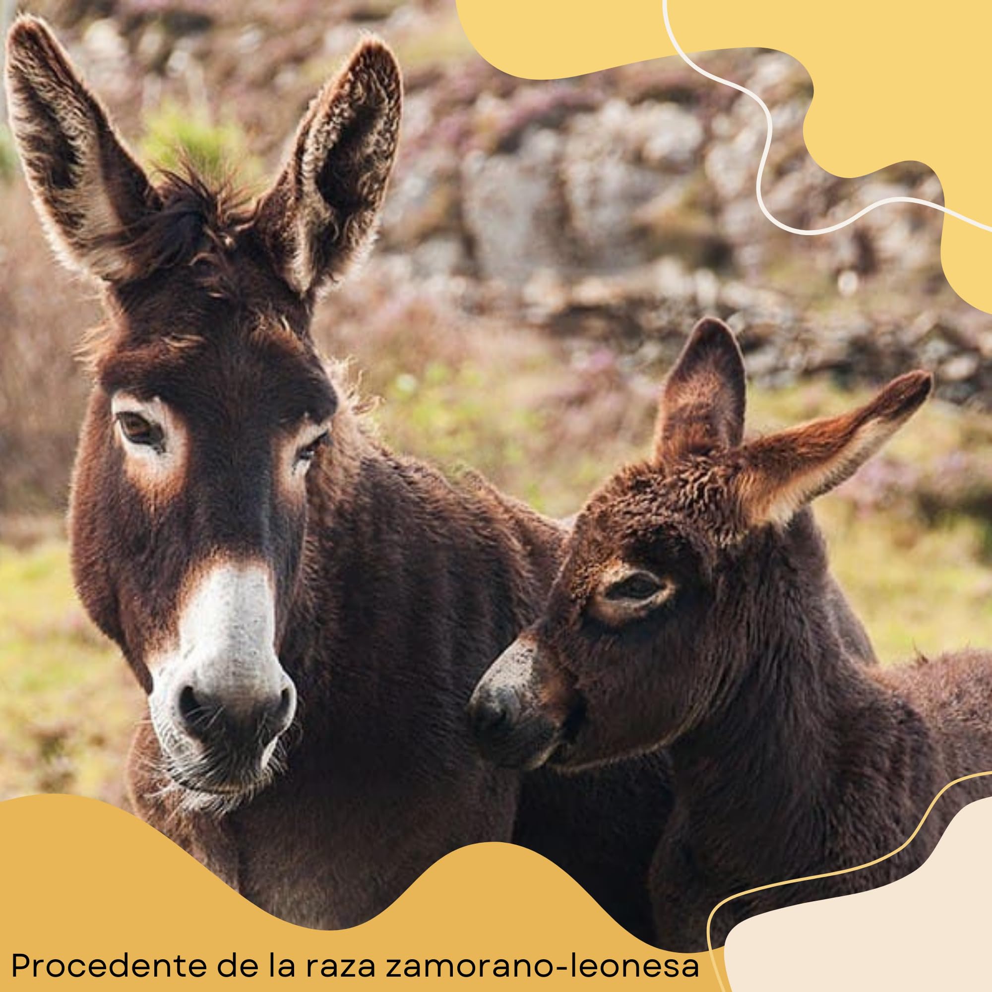 Leche de Burra en Polvo 65 gr Biolactea - Leche Fermentada Liofilizada Ecológica - Rica en Proteínas