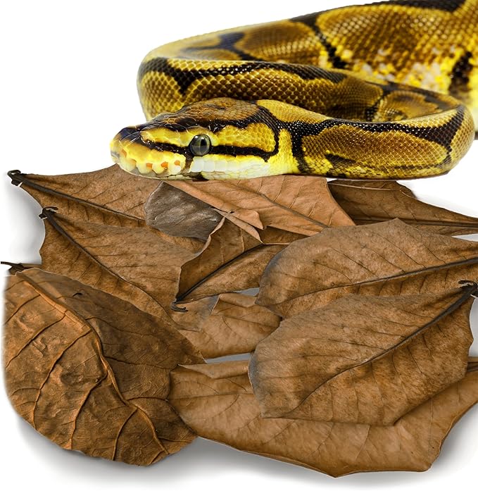 SunGrow Leaf Litter for Snakes, 10 Pcs Medium Indian Almond Catappa Leaves Substrate Maintain Humidity in Corn Snake and Ball Python Terrarium, 4-7 Inches, Reptile Tank Decor Accessories