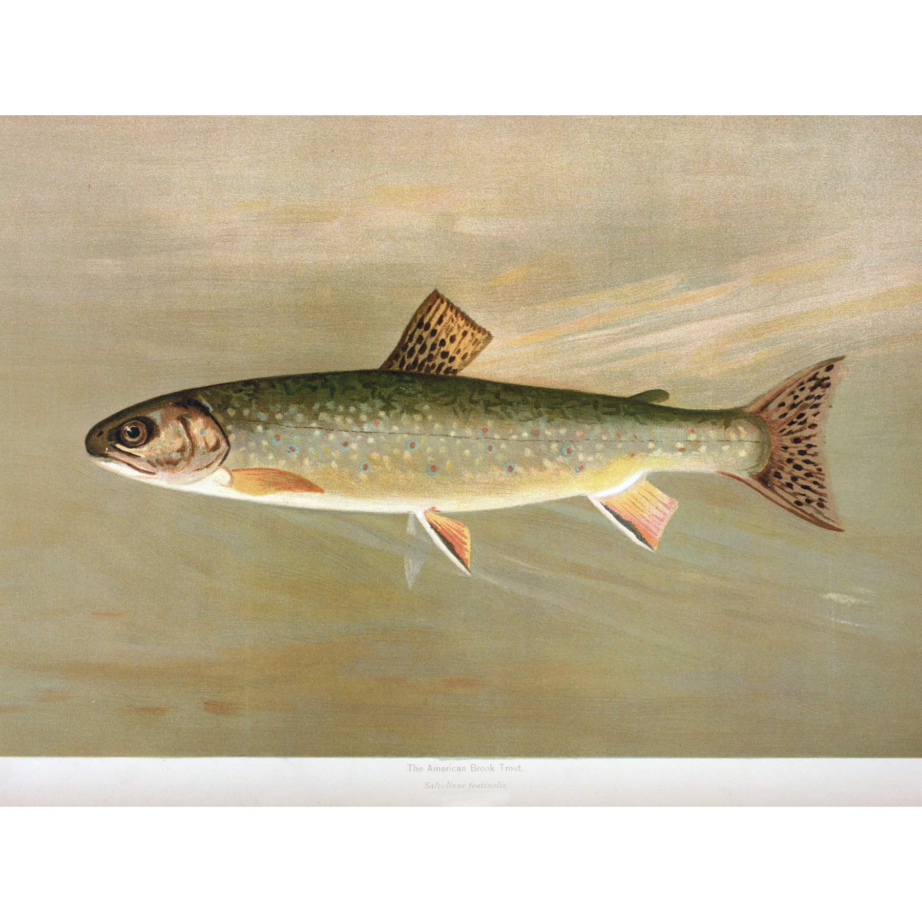 Artery8 Petrie North American Fishes Brook Trout Illustration Premium Wall Art Canvas Print 18X24 Inch