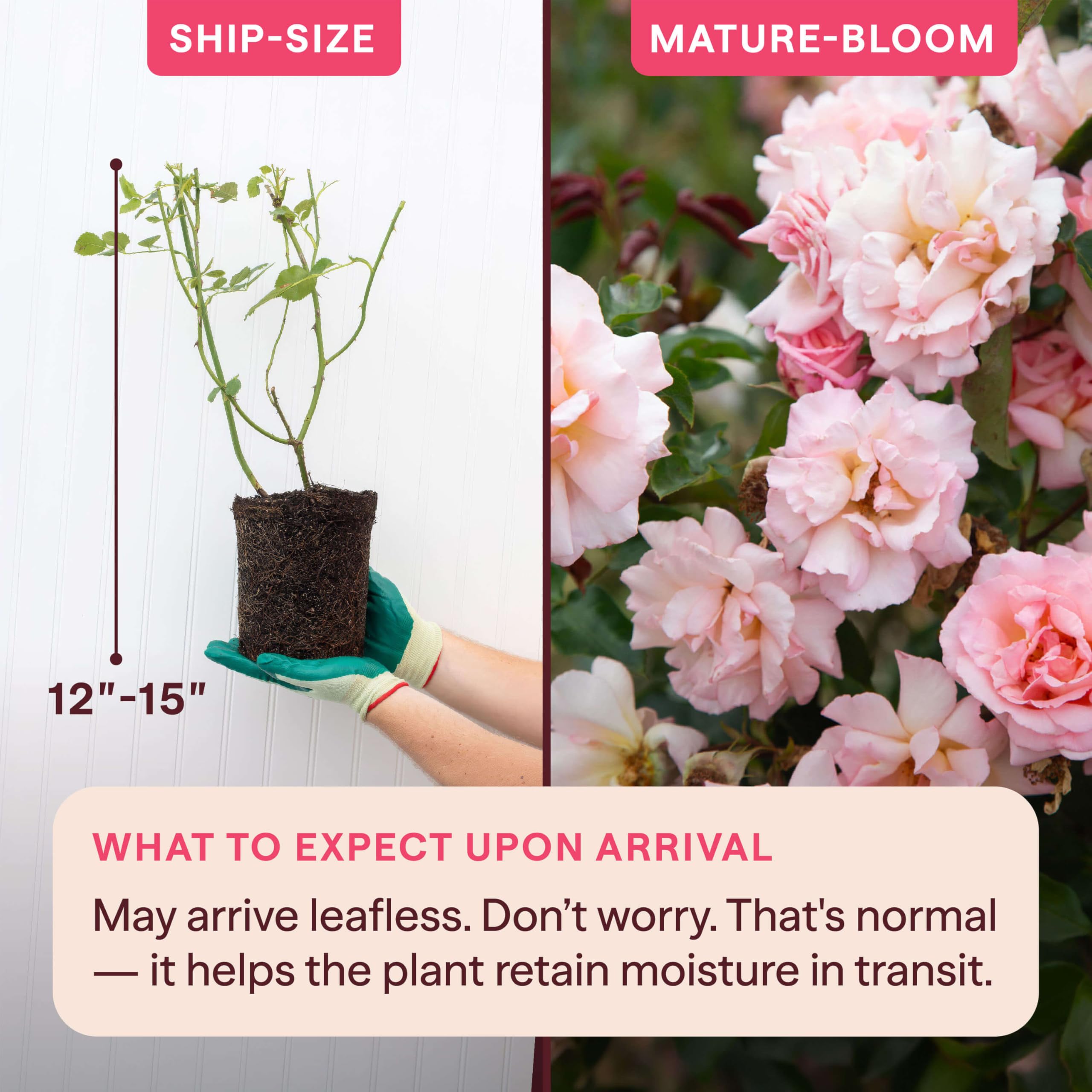 Amazon.com : Heirloom Climbing Roses, Live Own Root Plant for Outdoor  Garden, Compassion, Exceptionally Fragrant, Hardiness Zones 5-10,  Continual Blooming : Patio, Lawn & Garden
