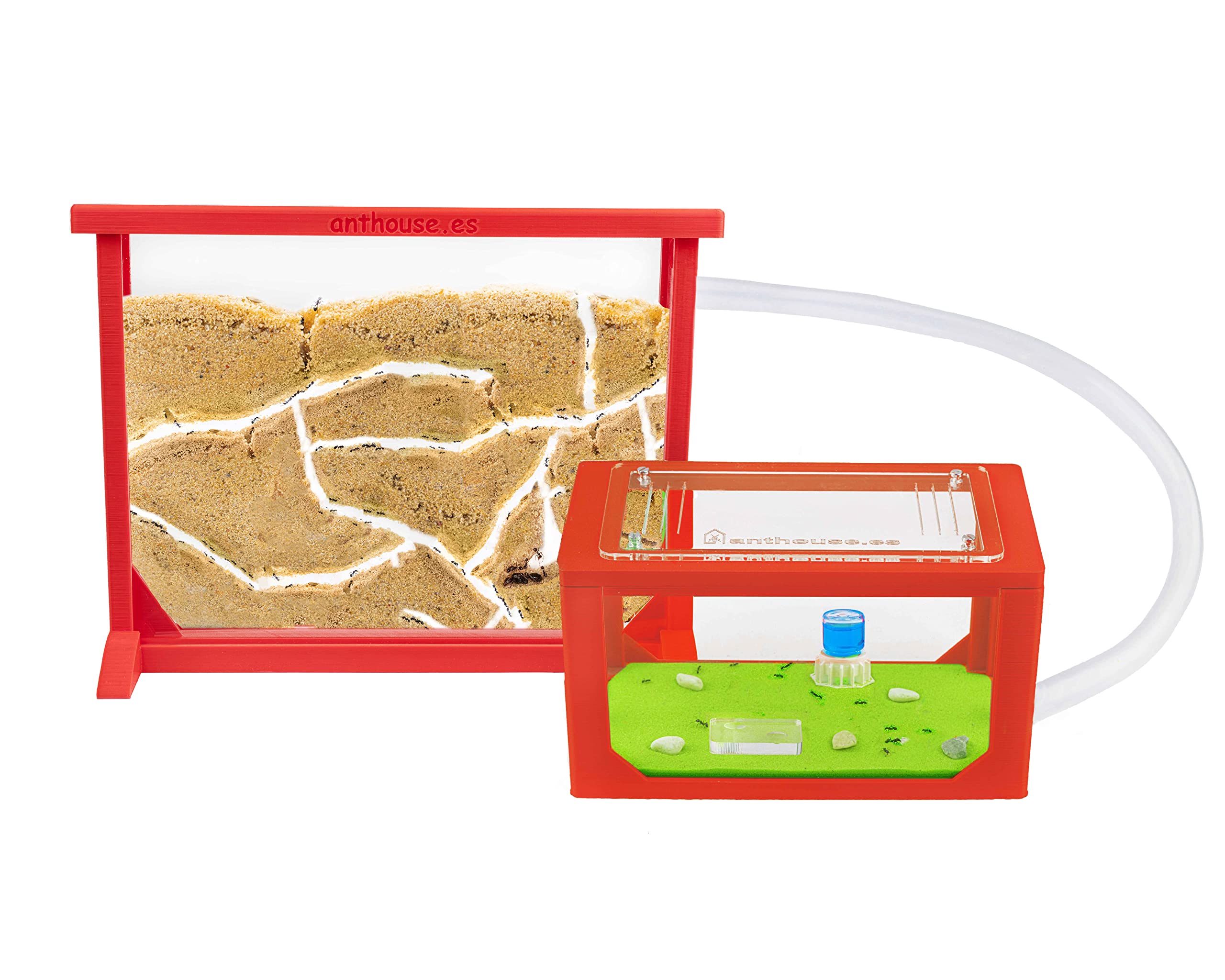 Fattoria Formiche AntHouse Modello L - Con Formiche Vive, Sandwich Acrilico E Mangiatoia, Educativo - Foto 11