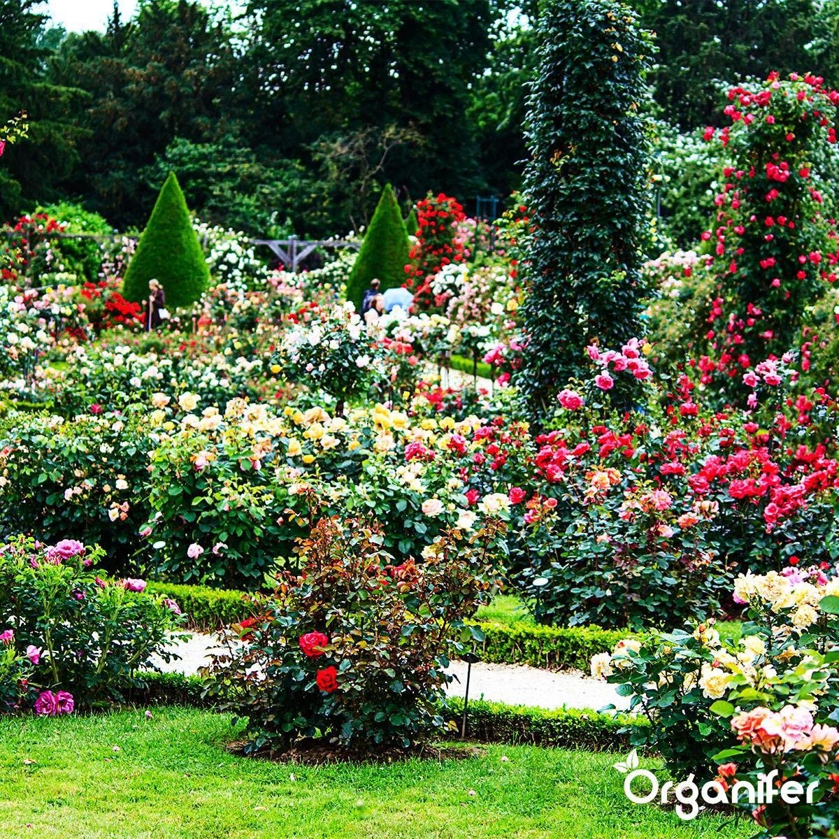Fumier De Vache 3-En-1 En Granulés - 20 Kg - 200 M2 - Engrais Organique Universel - Npk 2-2-3 - Fertilisants Pour Potager, Gazon, Jardin - À Partir De Fumier De Vache 100% Pur - Organifer