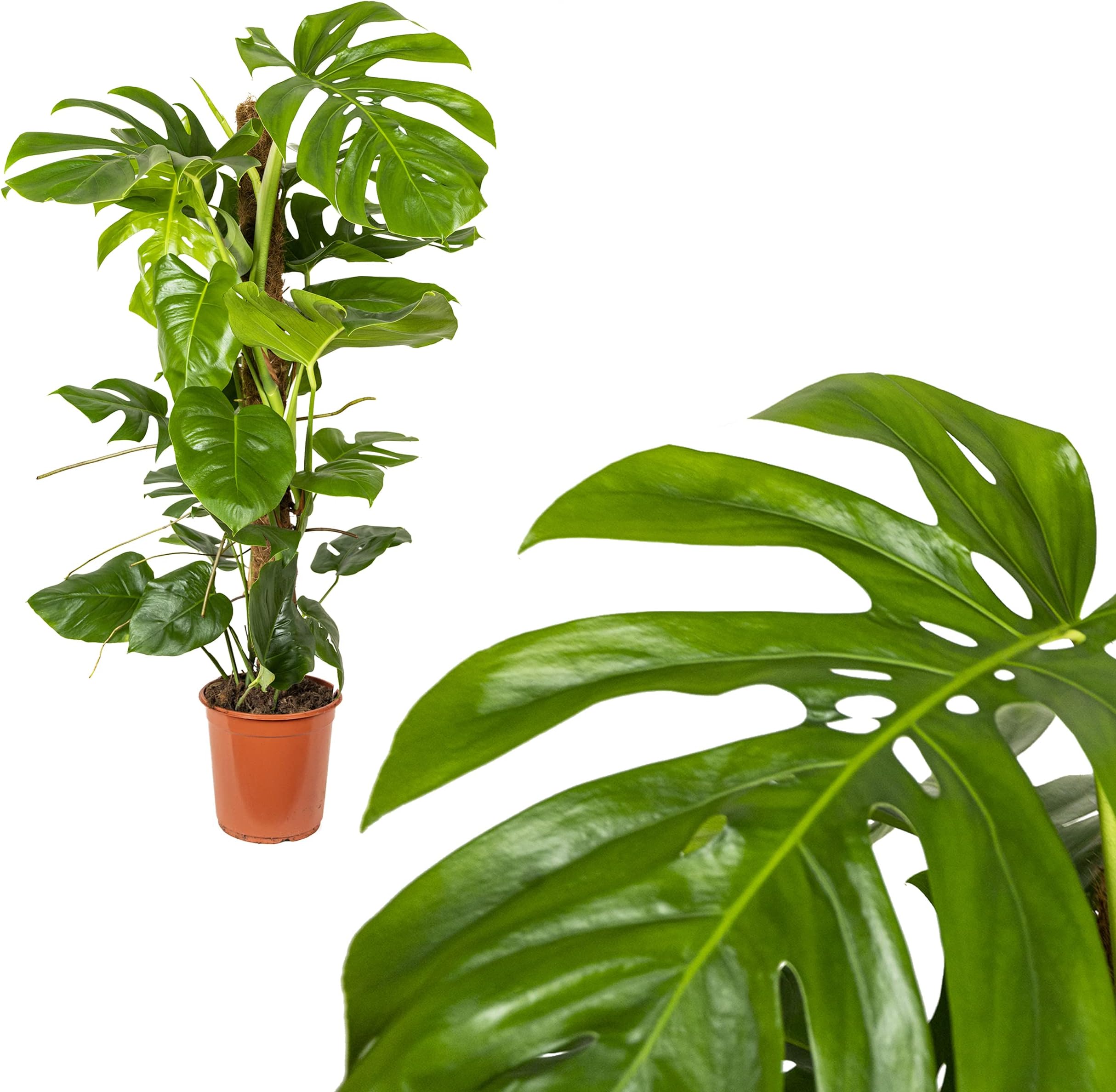 Monstera Pertusum am Moos bar,Delicious Window Sheet,120cm, Zimmerpflanze