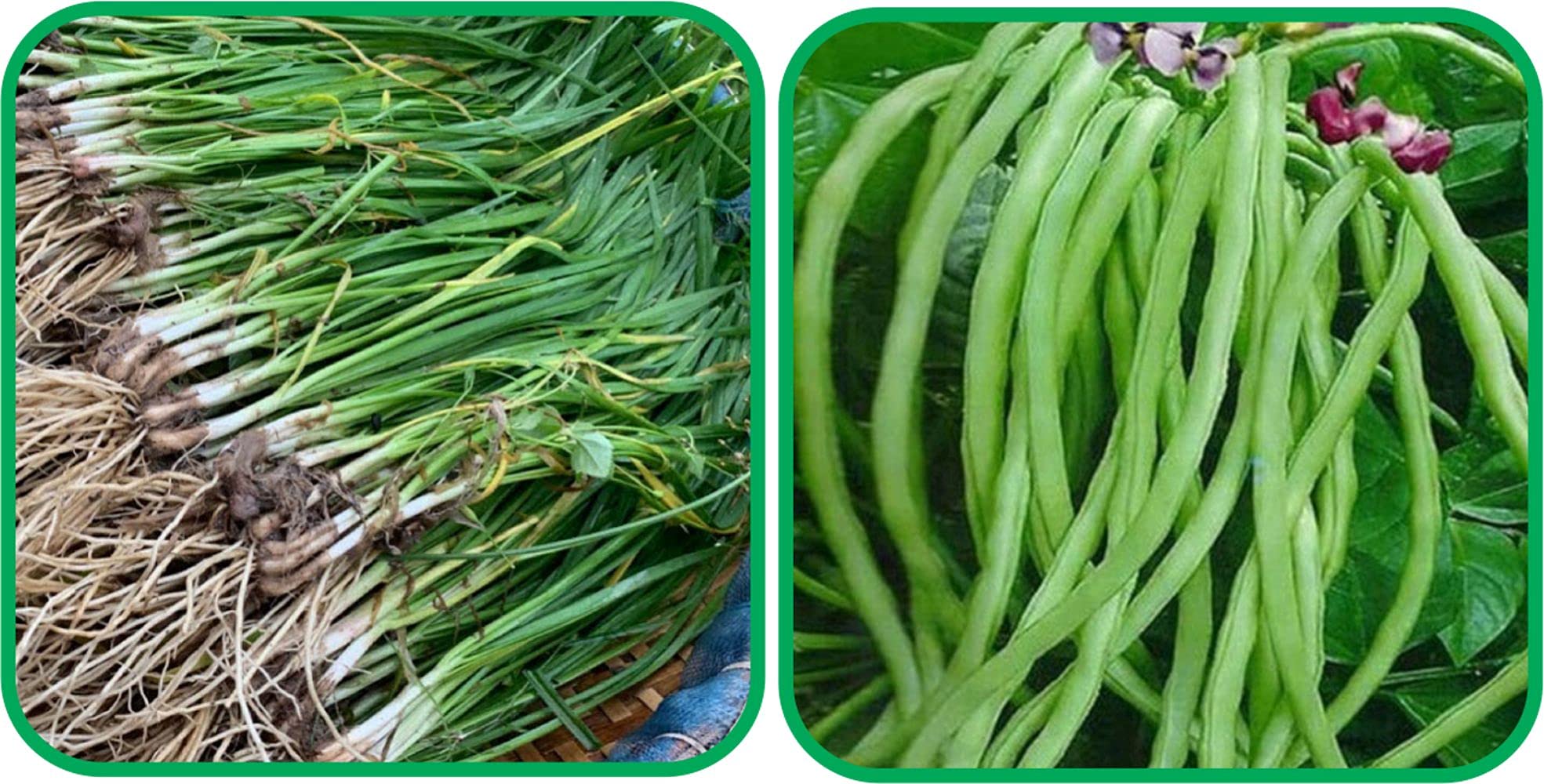 Aero Seeds Lobiya (30 Seeds) And Garlic Chives (50 Seeds) Vegetable Seeds Pack-picture-14