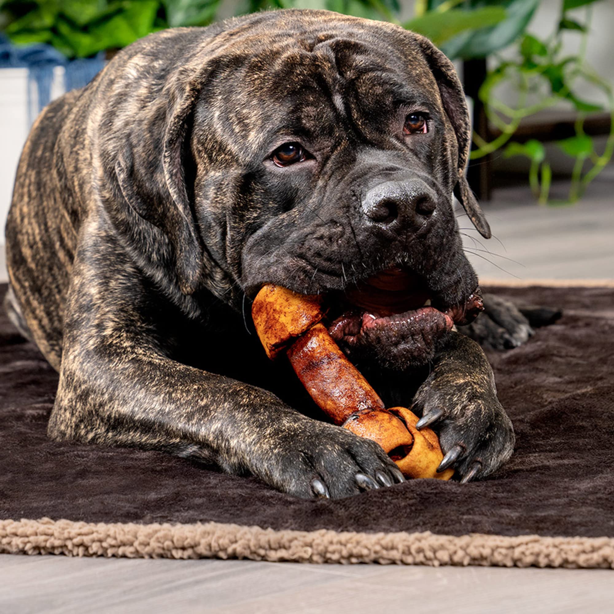 Pet Factory Carne de Vacuno 100% Hecha en Estados Unidos, 20,3 a 22,8 cm, Surtido (Huesos y Rollos), para Masticar golosinas para Perros, Carne de Res y Pollo, 6 Unidades por Paquete