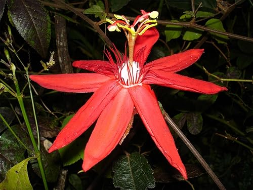 Miniatura 1 de Passiflora coccinea  Pasiflora Roja  5_Seeds