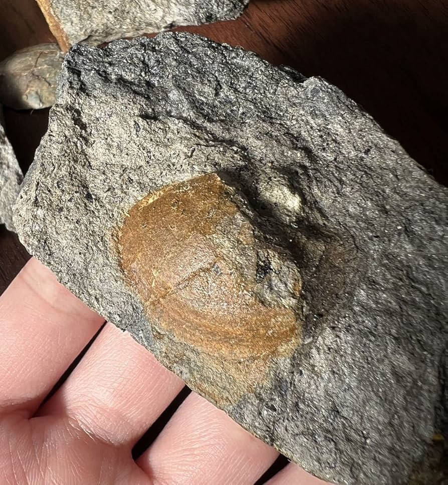 国産化石　リヌパルス甲殻類　２４０４１０ 国産化石 リヌパルス甲殻類 240410 国産化石 リヌパルス