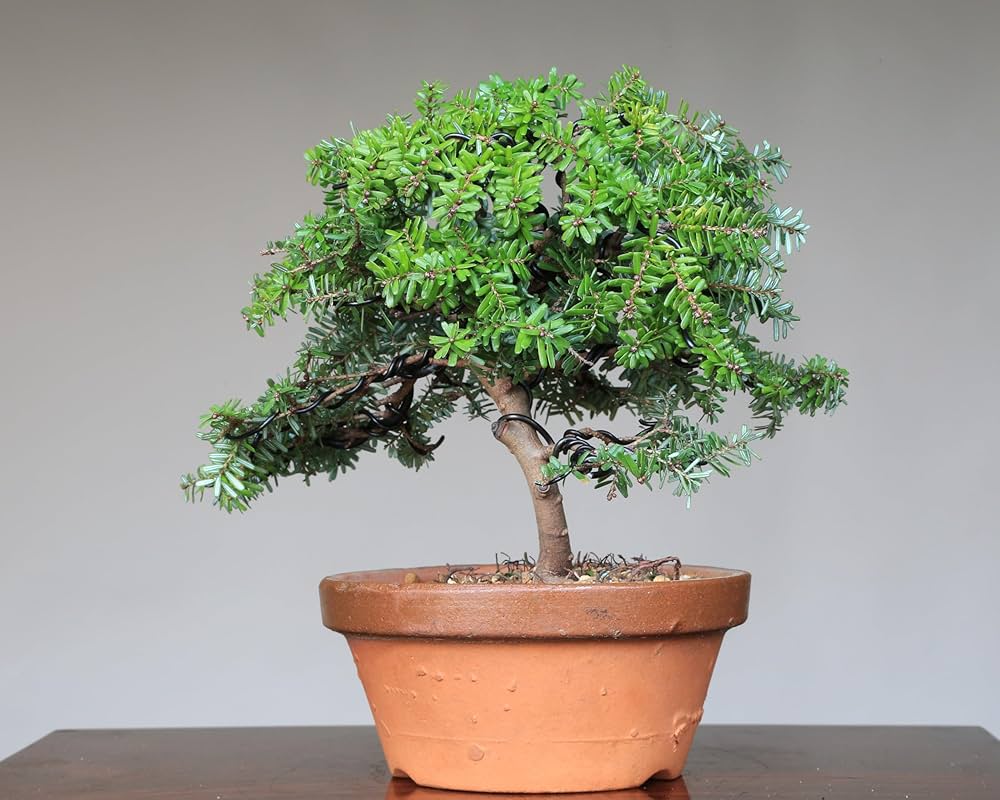 Amazon.co.jp: 八房米栂(コメツガ)『玉盛』ギョクセイ 小品盆栽