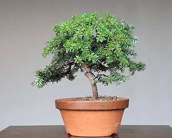 Amazon.co.jp: 八房米栂(コメツガ)『玉盛』ギョクセイ 小品盆栽