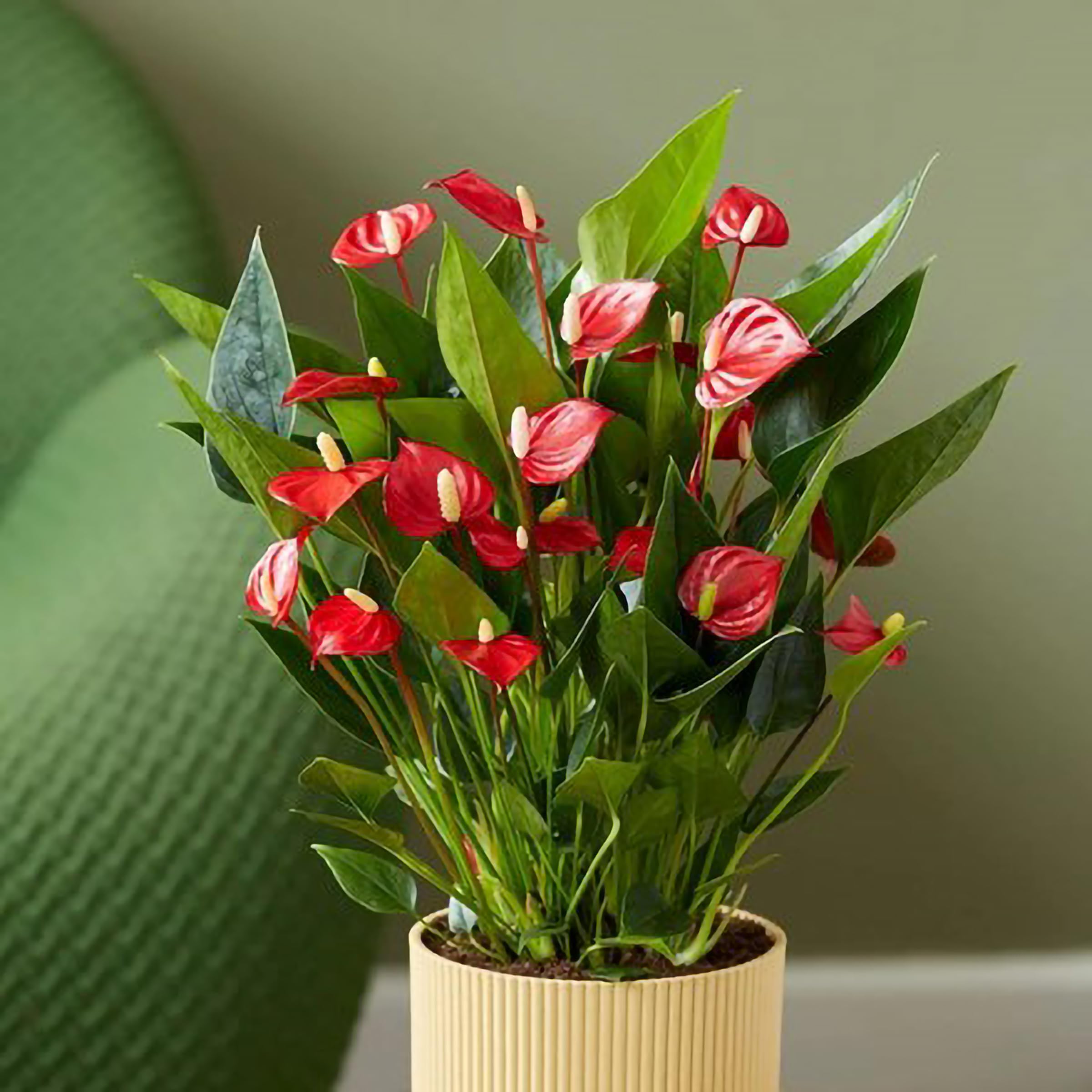 45cm Anthurium Million Flowers Red Flamingo Flower Plant Indoor Houseplant 12cm Pot