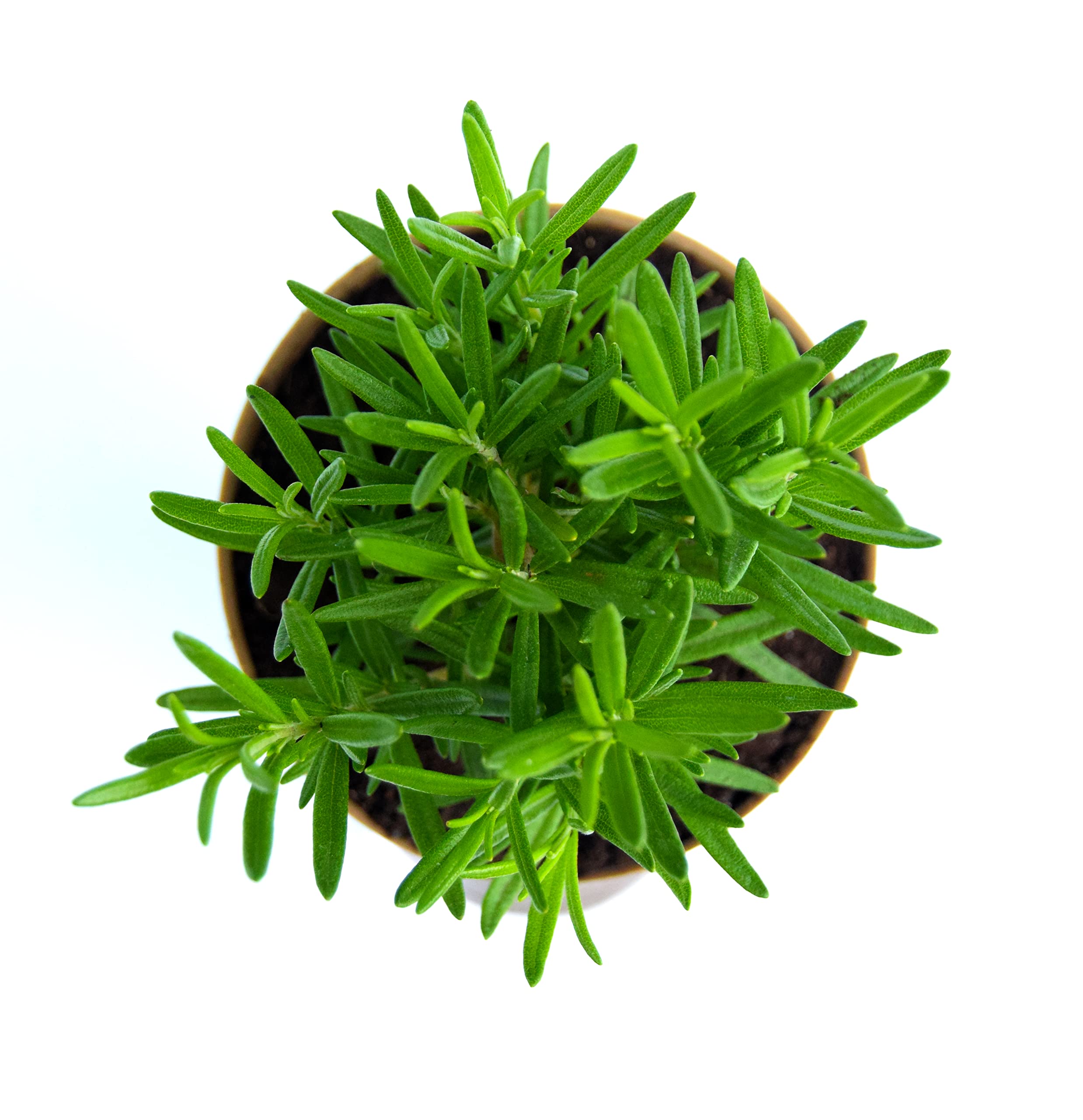 Veryhom Rosemary (Gulmehandi),Salvia Rosmarinus Herb Plant With Self Watering Pot 2