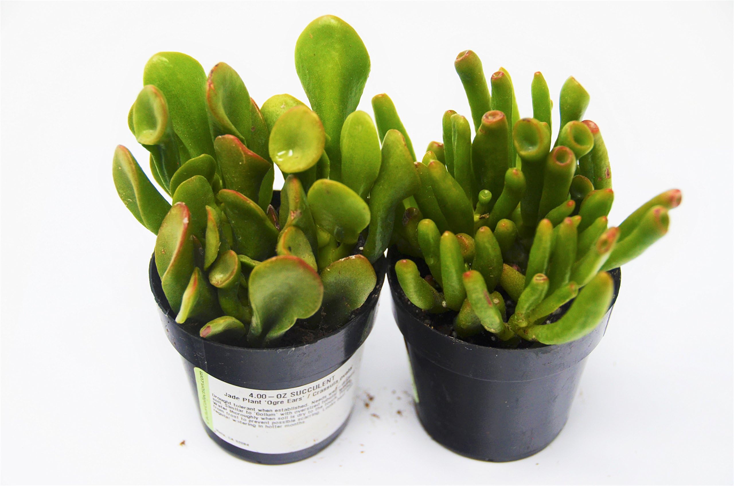 Jade Succulent Variety Pack/All Different Species / 2" Pots/Live Home and Garden Plants (2)