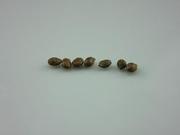 1079-Kiwi Hardy Vine Issai Actinidia arguta Seeds by Robsrareandgiantseeds UPC0764425786597 Non-GMO,Organic,USA Grower,1079 Package of 7 Seeds