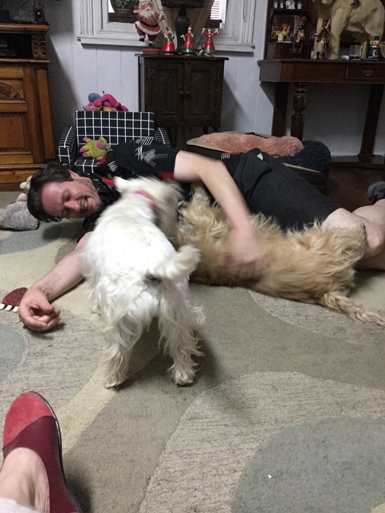 IVORY COAT LAMB AND SARDINE 13KG Pet Supplies