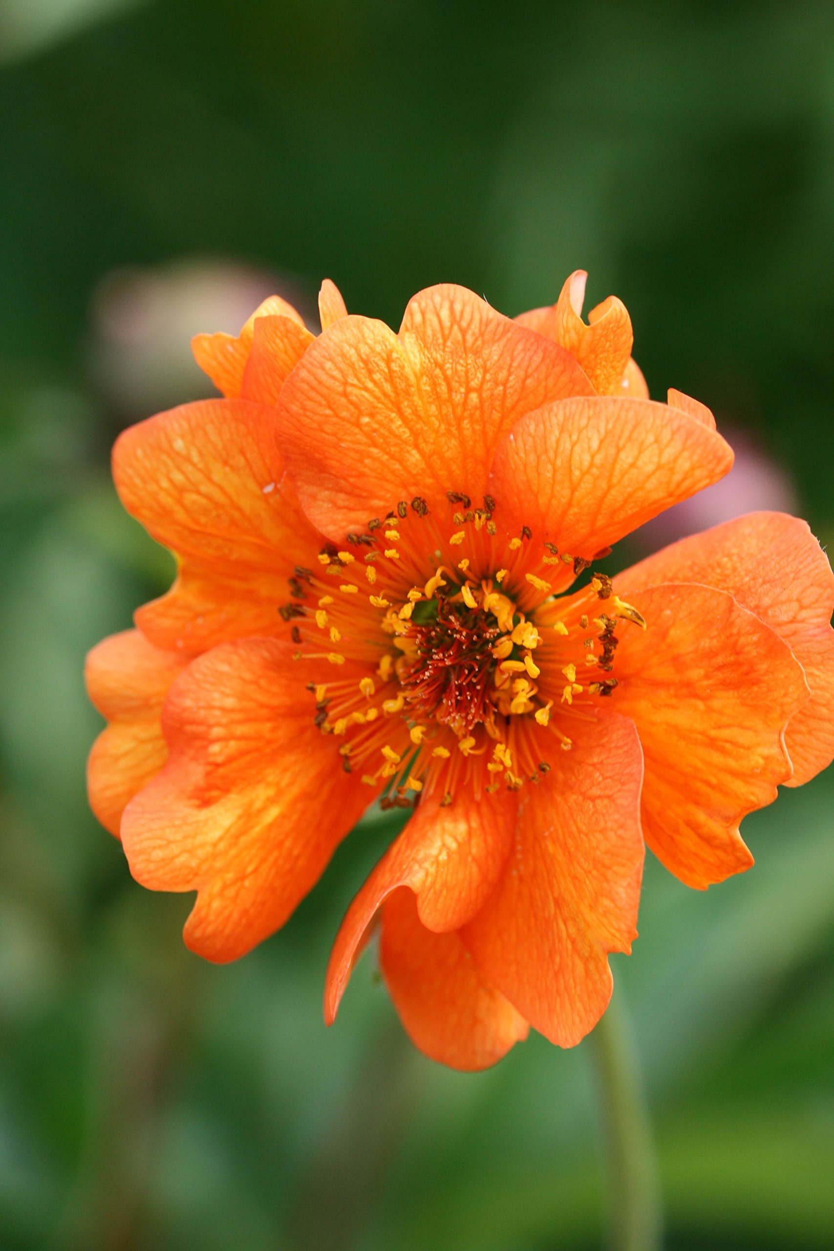Geum chiloense 'Dolly North'