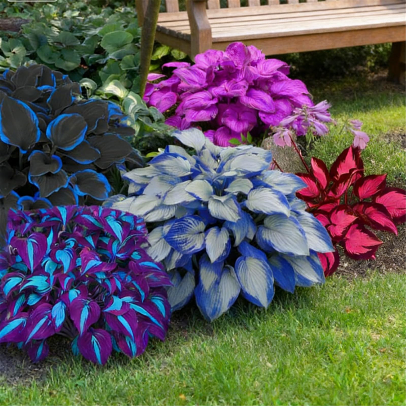 Midnight Purple Heart Hosta - Many Varieties, Mature Plants 50cm Tall, Shade-Tolerant, Suitable for Terrace Pots and Garden Edges/that Grow Fast/Golden Jade Carving-8 Roots-Tallero