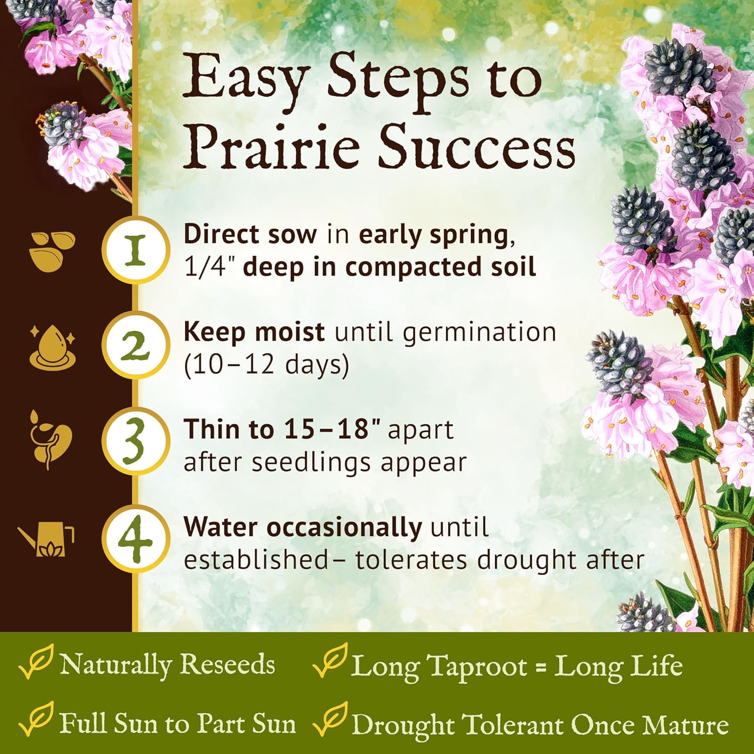 Everwilde Farms Purple Prairie Clover Seeds 1 lb Mylar – Hardy Perennial Wildflower – Supports Pollinators & Wildlife – Ideal for Gardens, Meadows & Dry Soil – Bulk Gold Vault Seed Packet