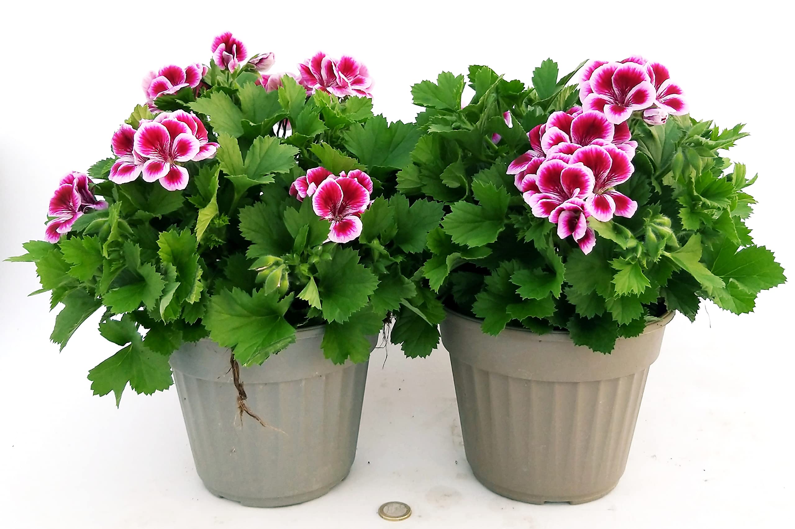 POWERS TO FLOWERS - GERANIO IMPERIALE, PELARGONIUM GRANDIFLORUM, 2