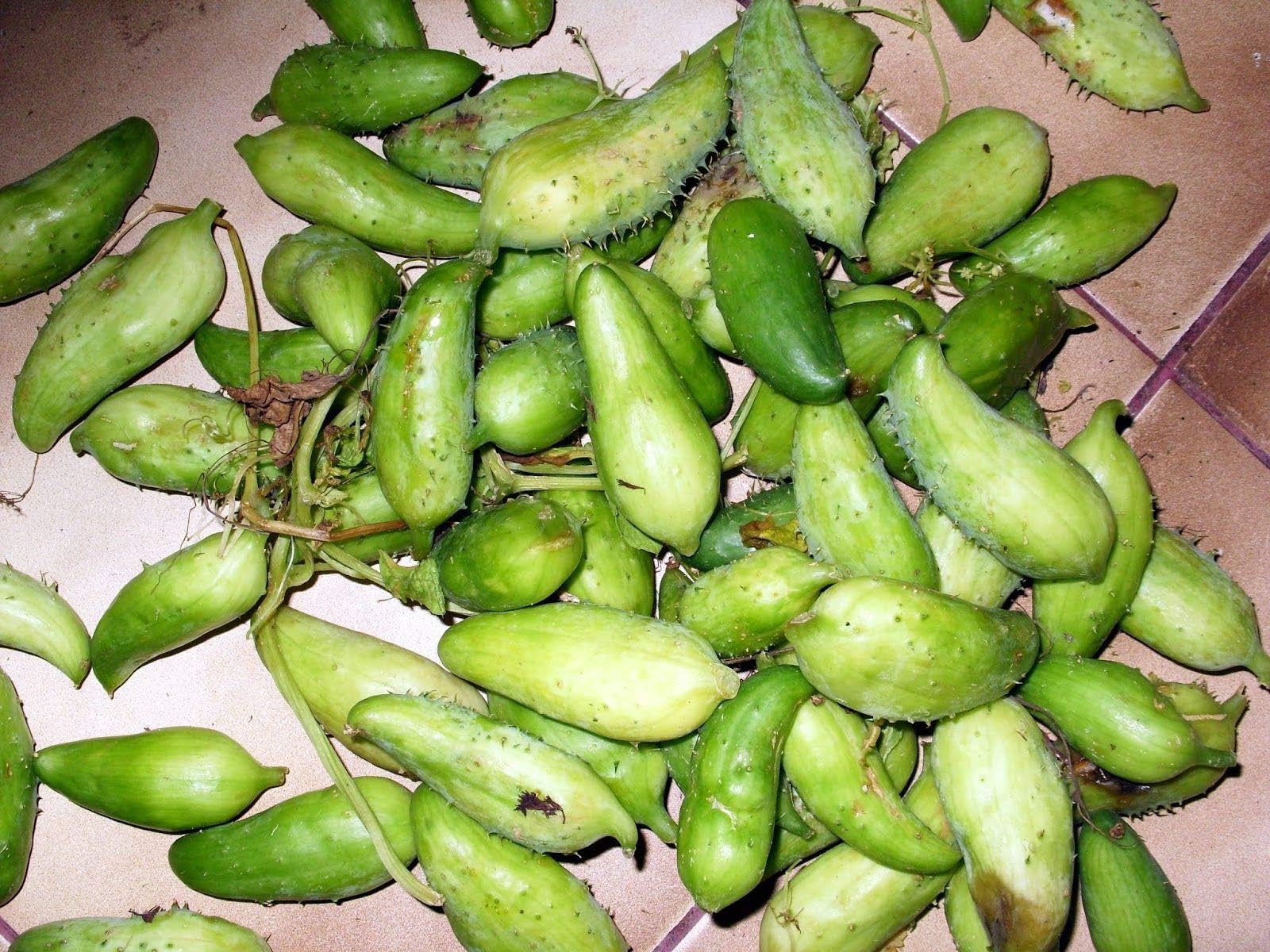 20 Cyclanthera Pedata Seeds, Stuffing Cucumber, Achocha, Caihua, Caygua, Cayua, Korila, Wild Cucumber Seeds