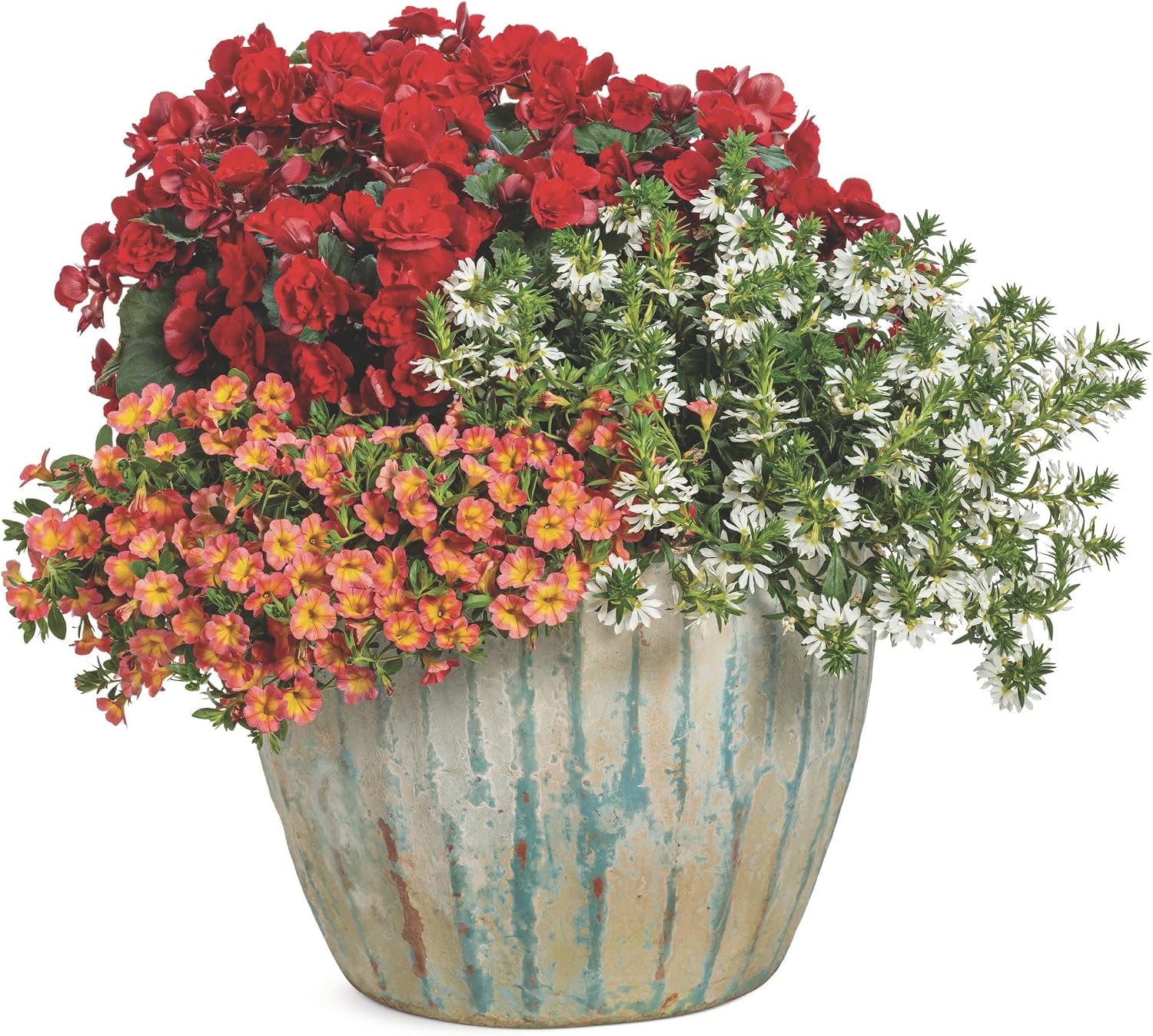 Proven Winners Superbells Coral Sun Calibrachoa Live Plant, Eco+ Grande, 4 Pack