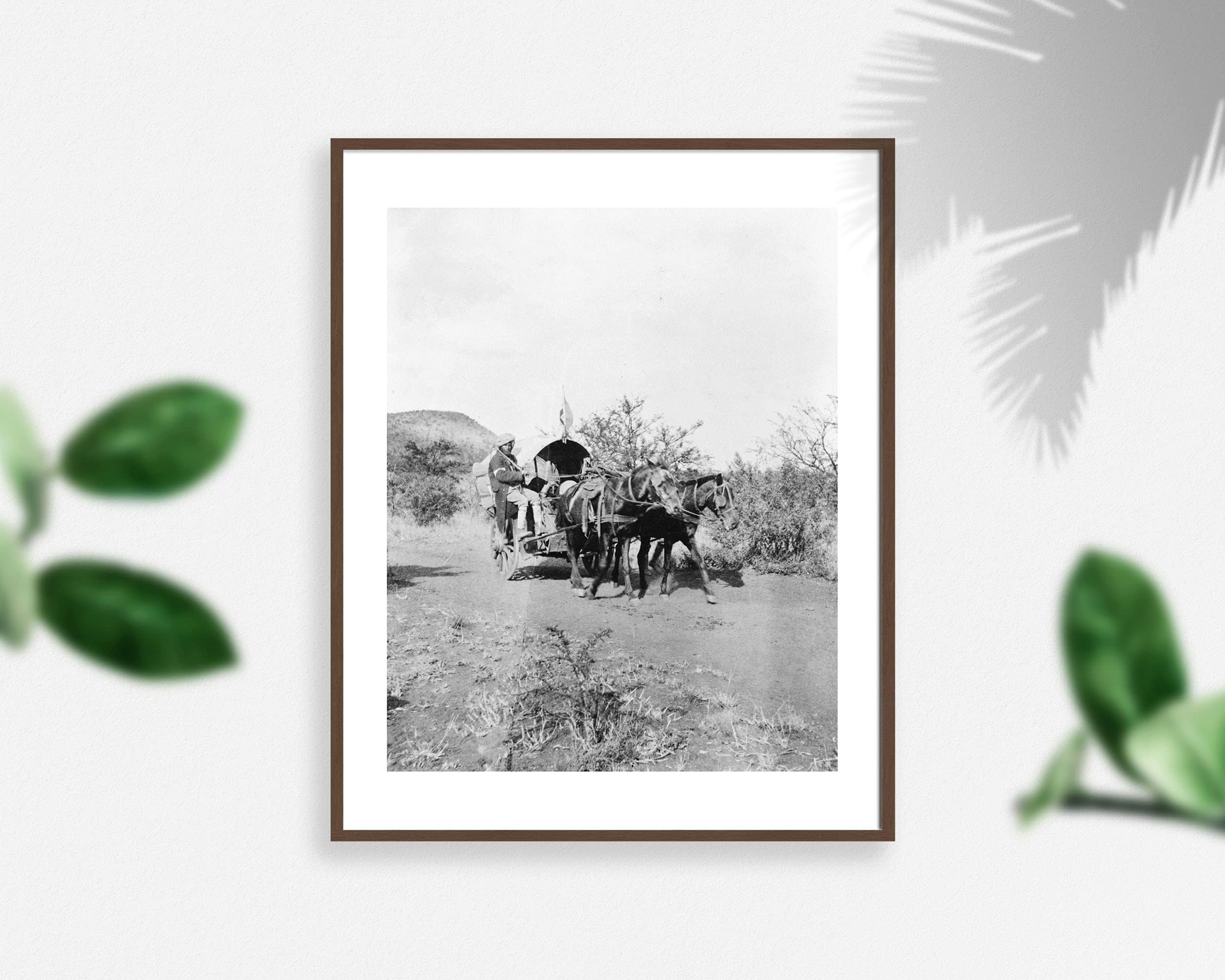 1800s photo An Indian hospital cart used by British in South Africa . Vintage a7