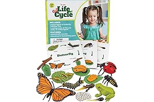 Life Cycle Kit - Educational Science Toys
