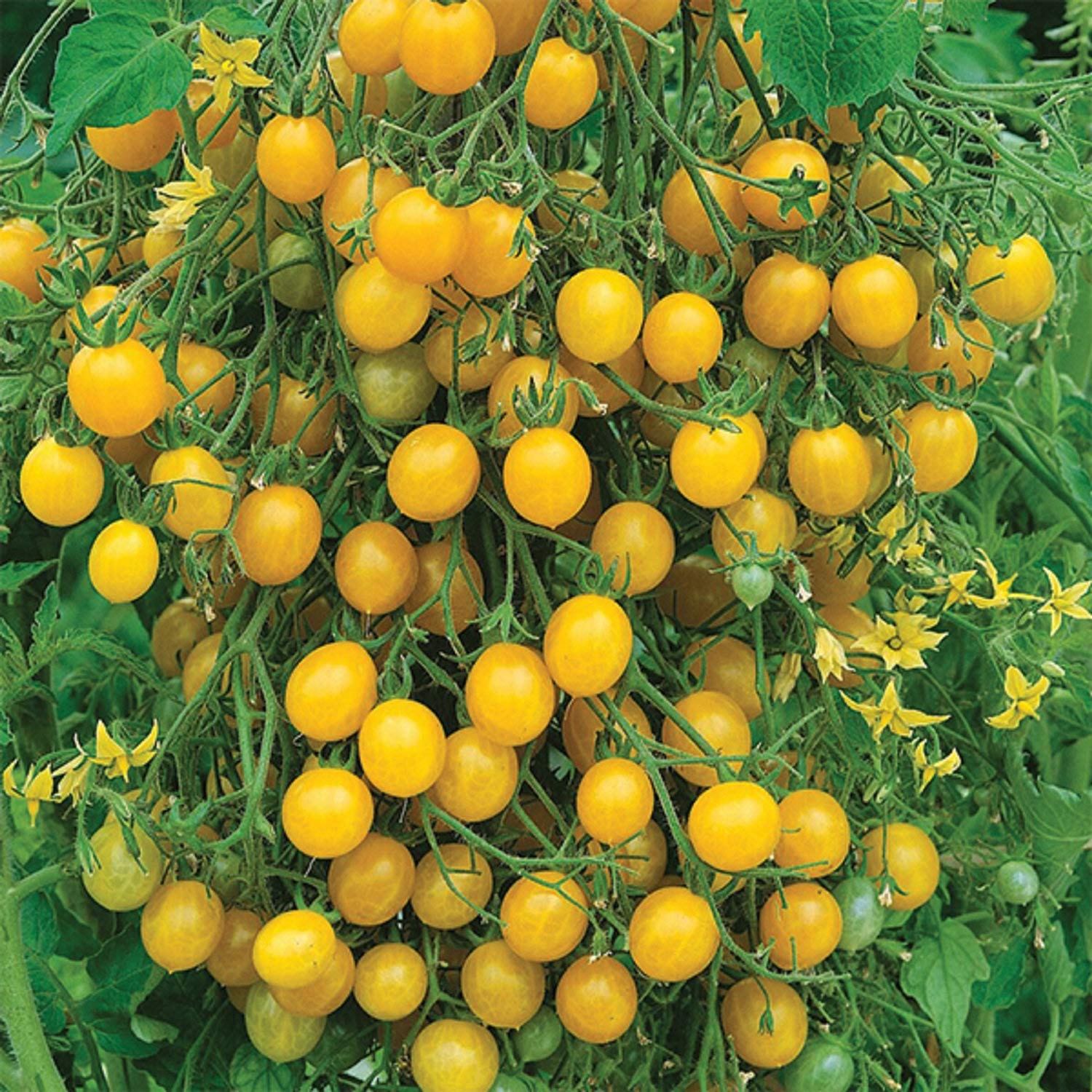 Amazon.com : Lemon Drop Yellow Cherry Tomato Seeds (25+ Seeds