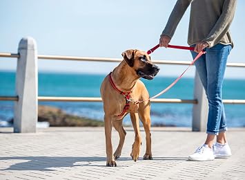 Control Multi-Leash Small - Black
