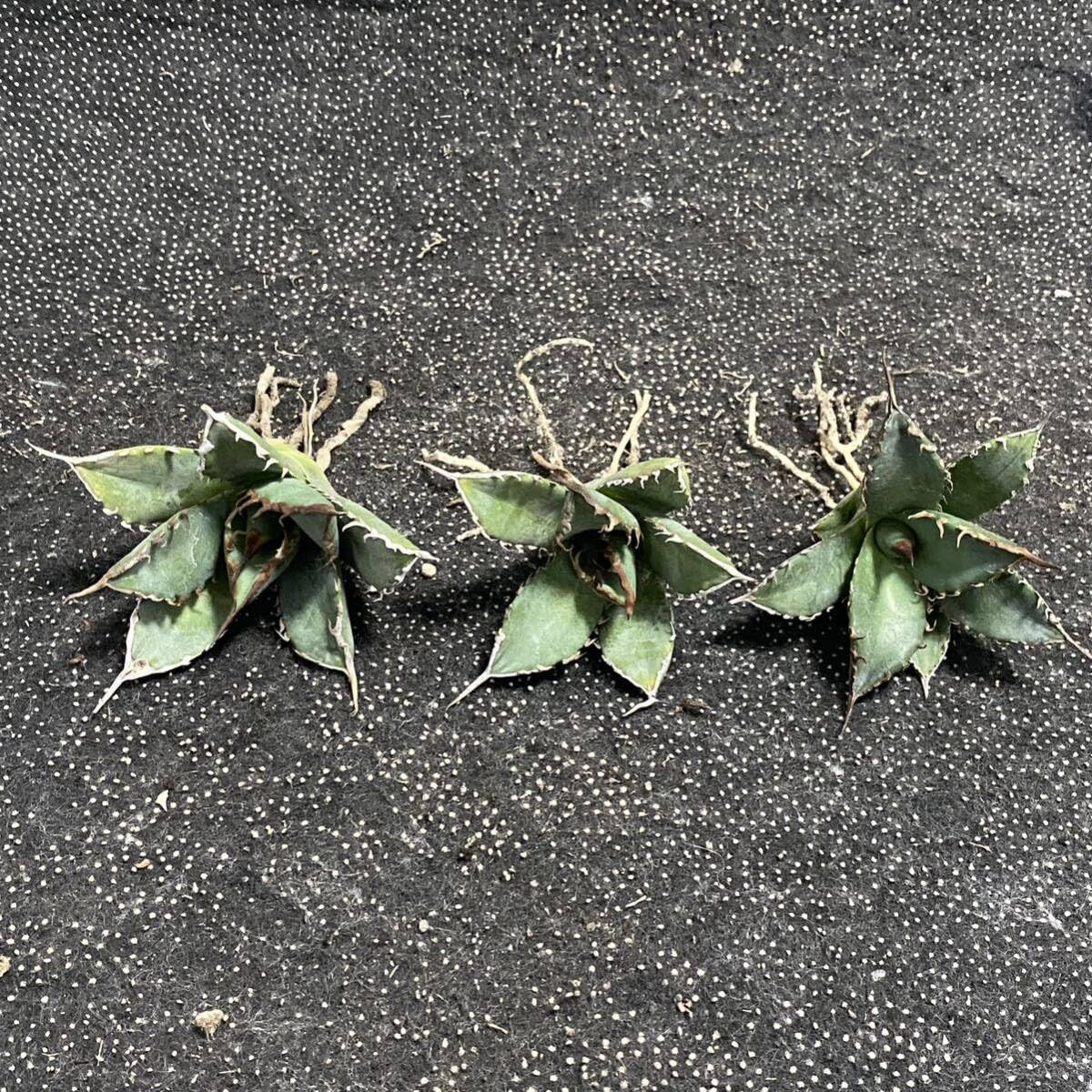 アガベ　チタノタ　阿修羅　中株　プレステラ90 出すか迷った株 アガベ チタノタ アガベ チタノタ “阿修羅” “阿修羅丸” (発根