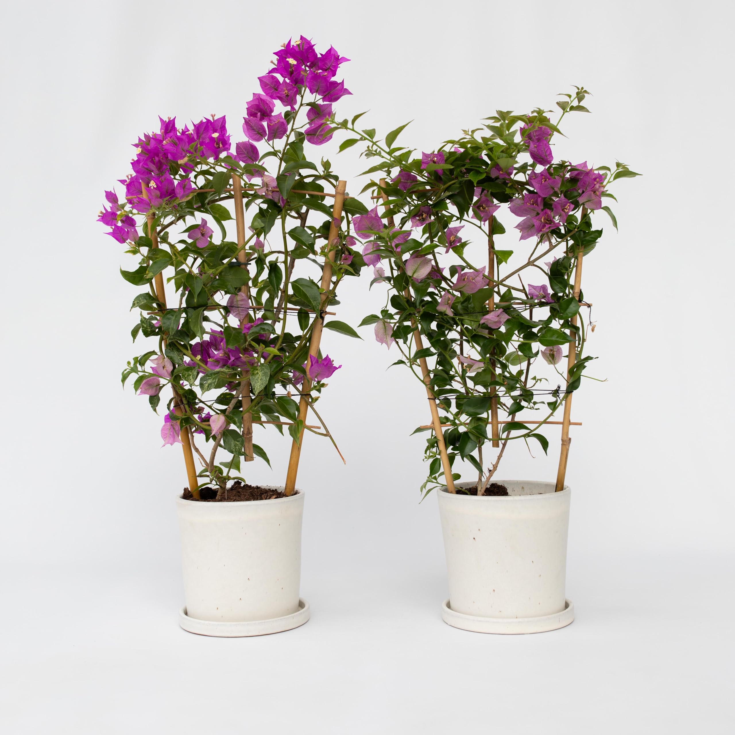 Plant in a Box - Bougainvillea 'Alexandra' - Set de 2 - Violet - Plante grimpante - Plante de jardin - Pot 17cm - Hauteur 50-60cm