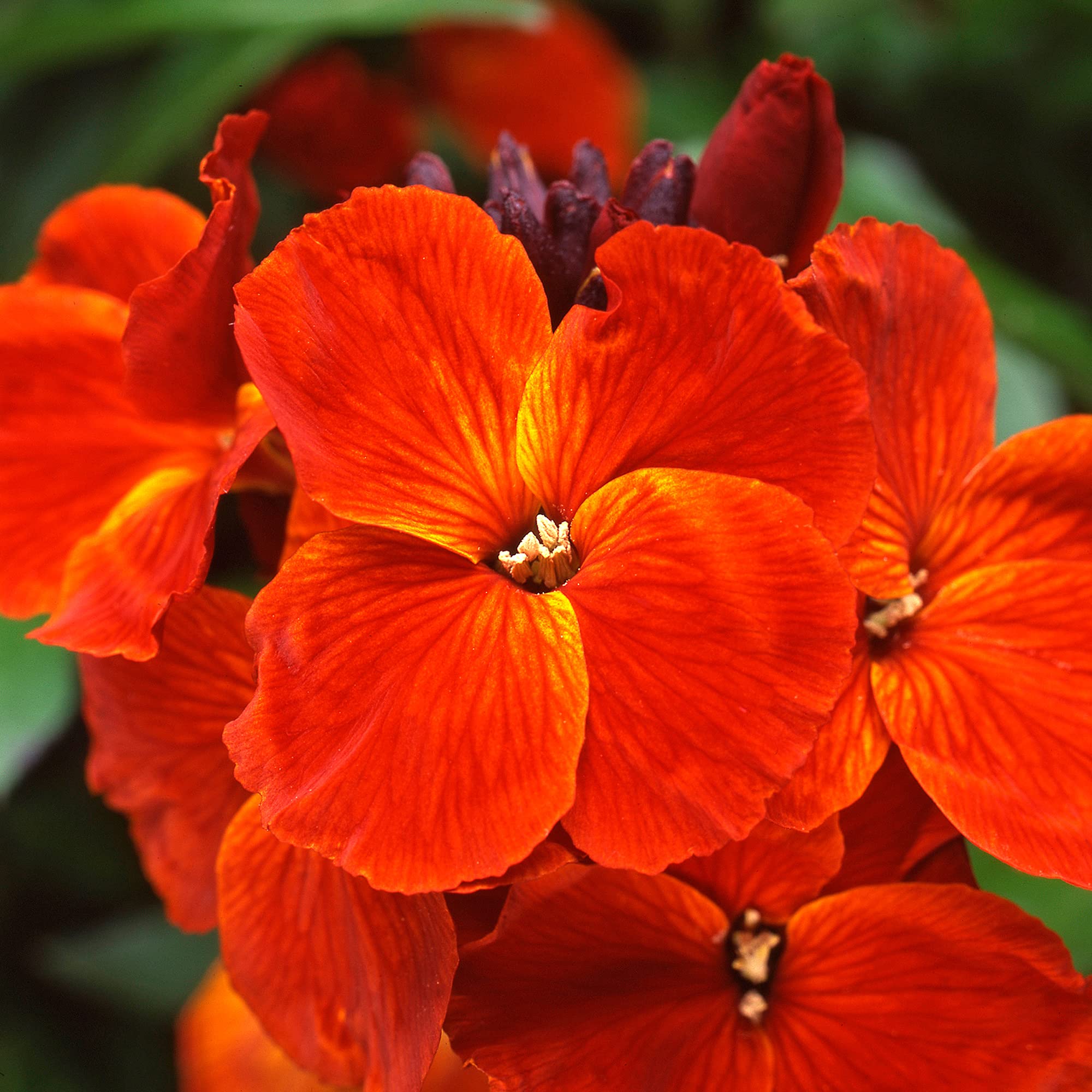 WallFlower Sunset Orange | Vibrant Garden Ready Perennial Bedding Plants 6 Pack