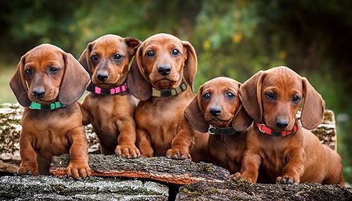 Miniatura 7 de Paquete de 20 collares para cachorros, collares para cachorros pequeños, hebilla de seguridad de nailon suave, collares para cachorros recién