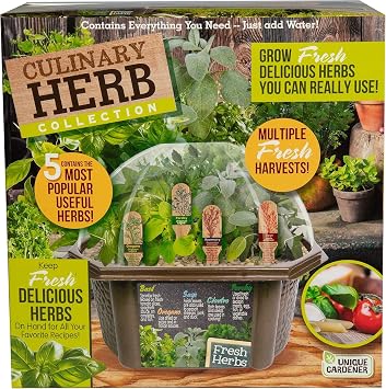Herb Indoor Kitchen Window Garden Terrarium Starter Kit - Grow Your Own Basil, Oregano, Rosemary Sage, Cilantro, Parsley - Includes Soil, Seeds & Complete Supplies - Unique Indoor House Plants