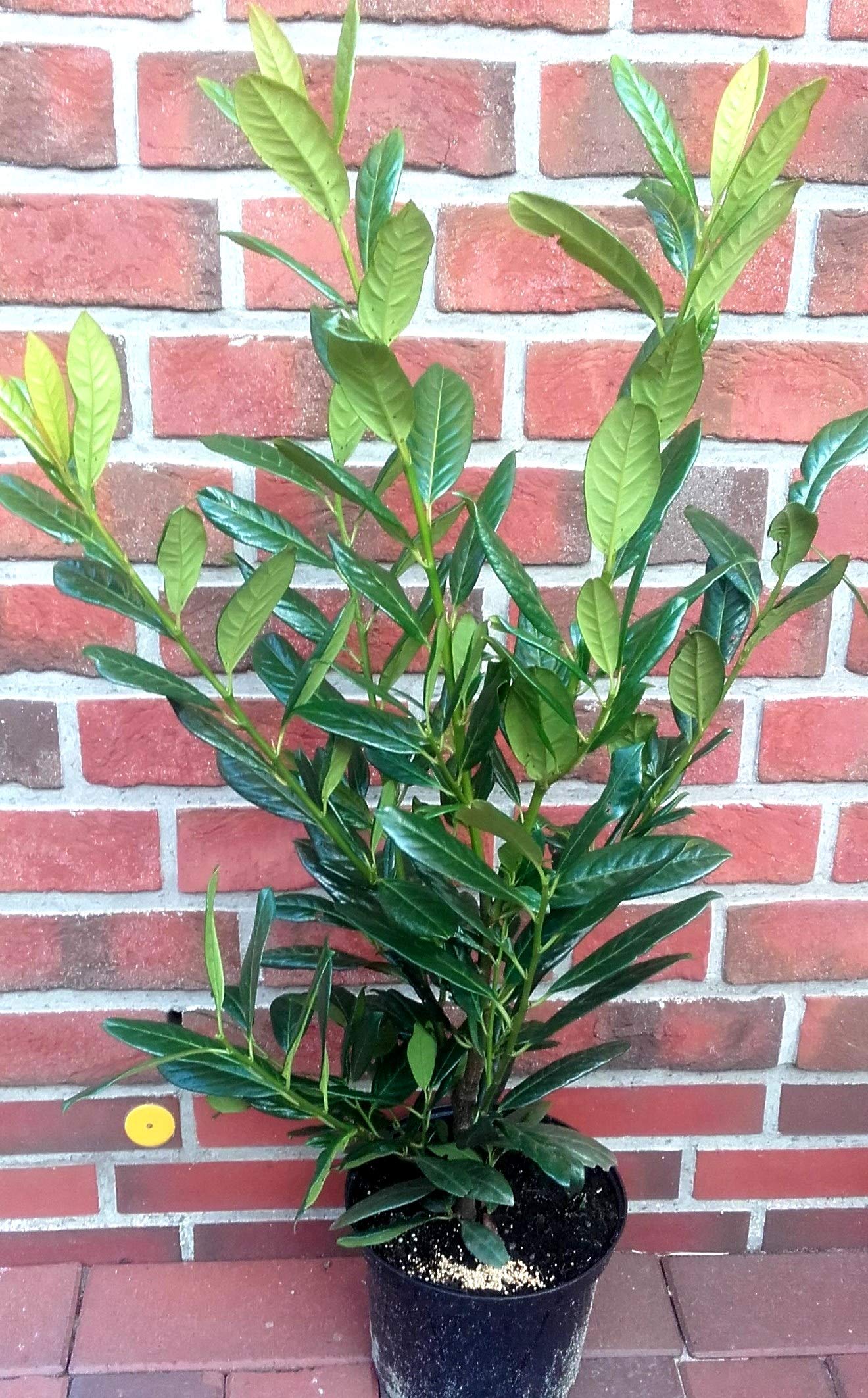Prunus laurocerasus 'Genolia' Säulen-Kirschlorbeer, 10 Pflanzen, 80-100 cm