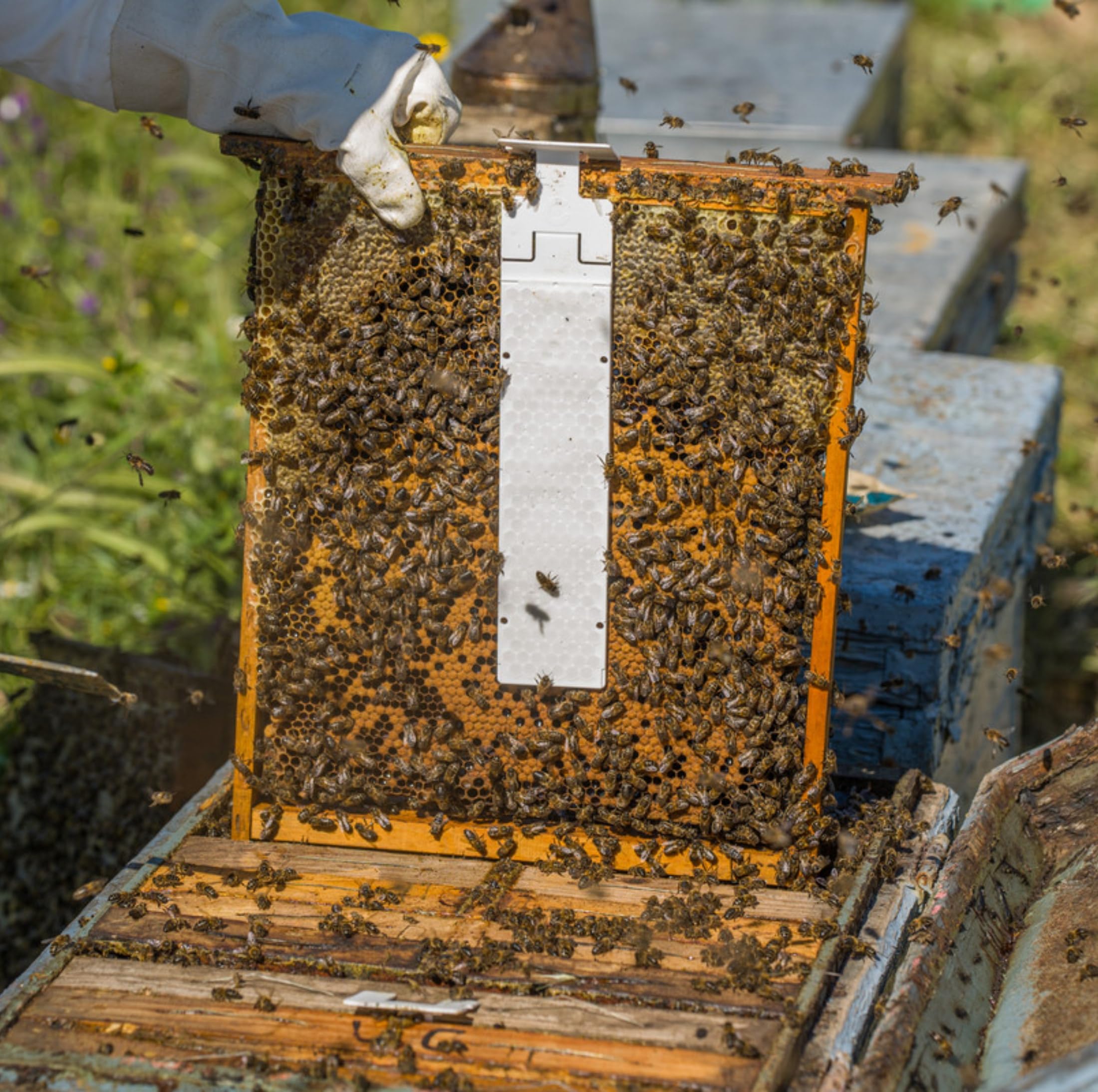 Strisce di acido ossalico Calistrip BIOX 10 pezzi per 5 colonie di api | Trattamento Varroa per api | Effetto a lunga durata fino a 6 settimane | Autorizzato UE e adatto per apicoltori biologici