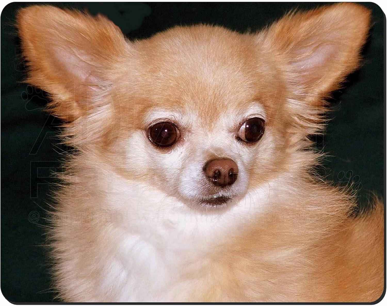 Chihuahua Dog Computer Mouse Mat Christmas Gift Idea