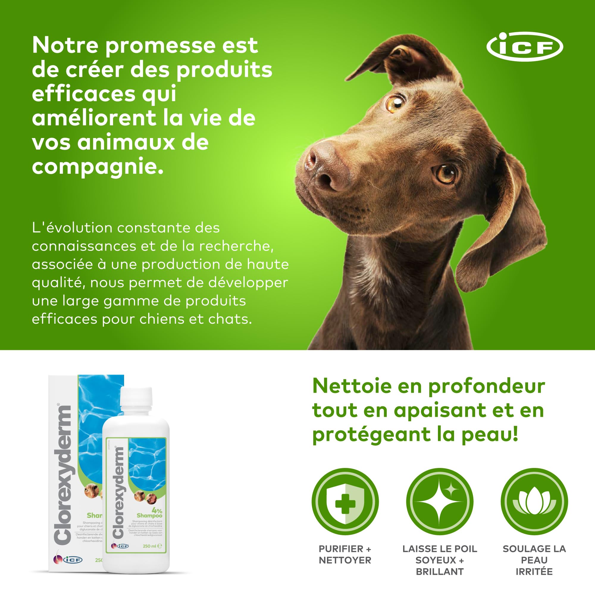 ICF | Clorexyderm 4% Shampoing Chien | Shampooing Chien Antiseptique, Hydratant et Anti Odeur pour Chien et Chat | Assainit, Hydrate et Protège la Peau | 250ml