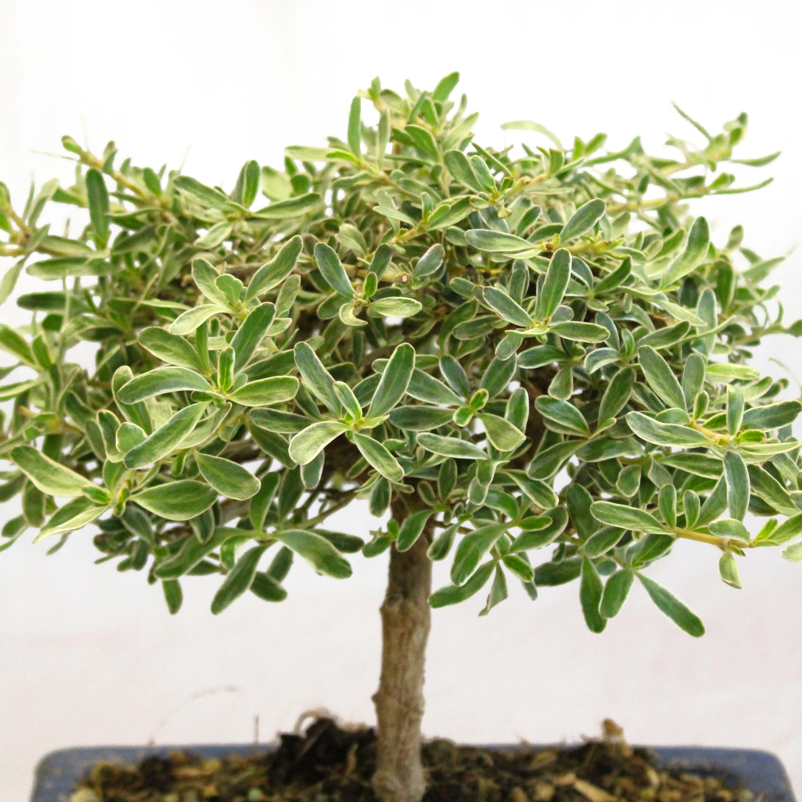 KENTIS - Coprosma Bonsai - Naturelle Bonsaï - Plantes d'Extérieur - Pot Artisanal en Céramique - H 20-25 cm Pot Ø 19 cm