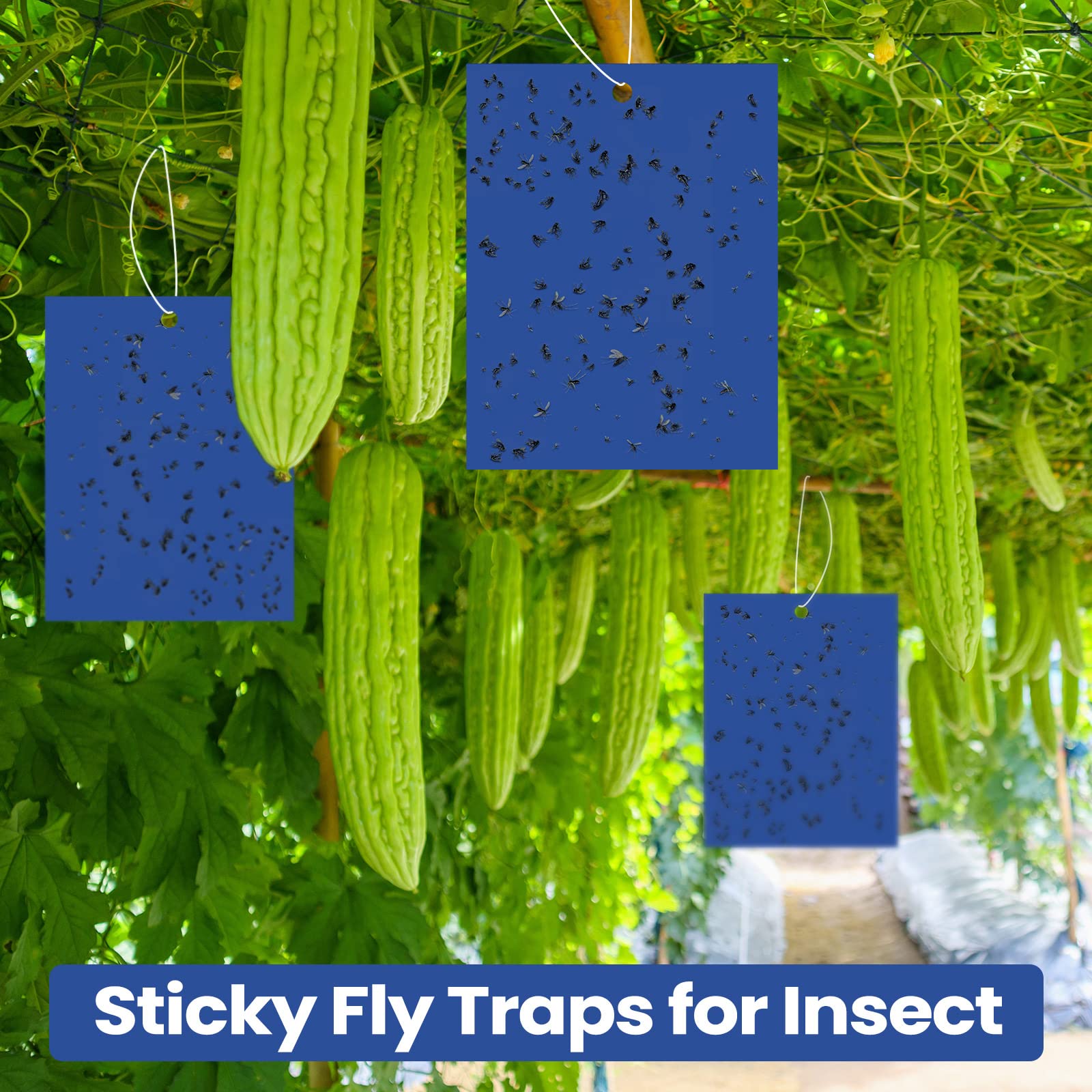 Qualirey 200 trampas adhesivas azules de 6 x 8 pulgadas para trips de doble cara para plantas de mosquitos, control de plagas para mosquitos de hongos, trips, moscas blancas, paquete a granel con