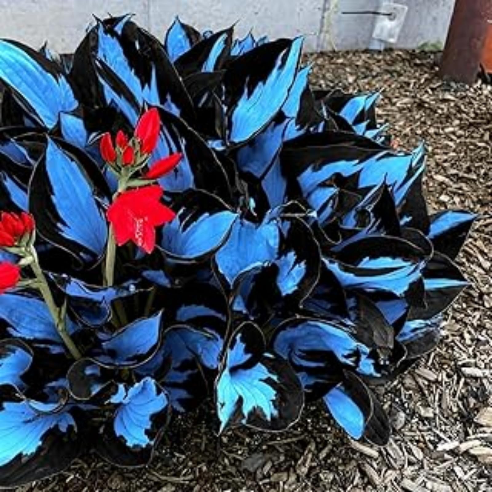 Rare Hostas for Planting UK, Hardy Perennial, Excellent Display, Mix Greening Flower, Natural Organic, Wedding, Balcony Garden-6 Bulbs-B — image 1