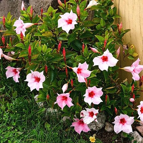 CHUXAY GARDEN Semillas de flores de mandevilla sanderi rosa y blanco, 100 semillas de vides tropicales, encantadoras flores mixtas de color rosa y