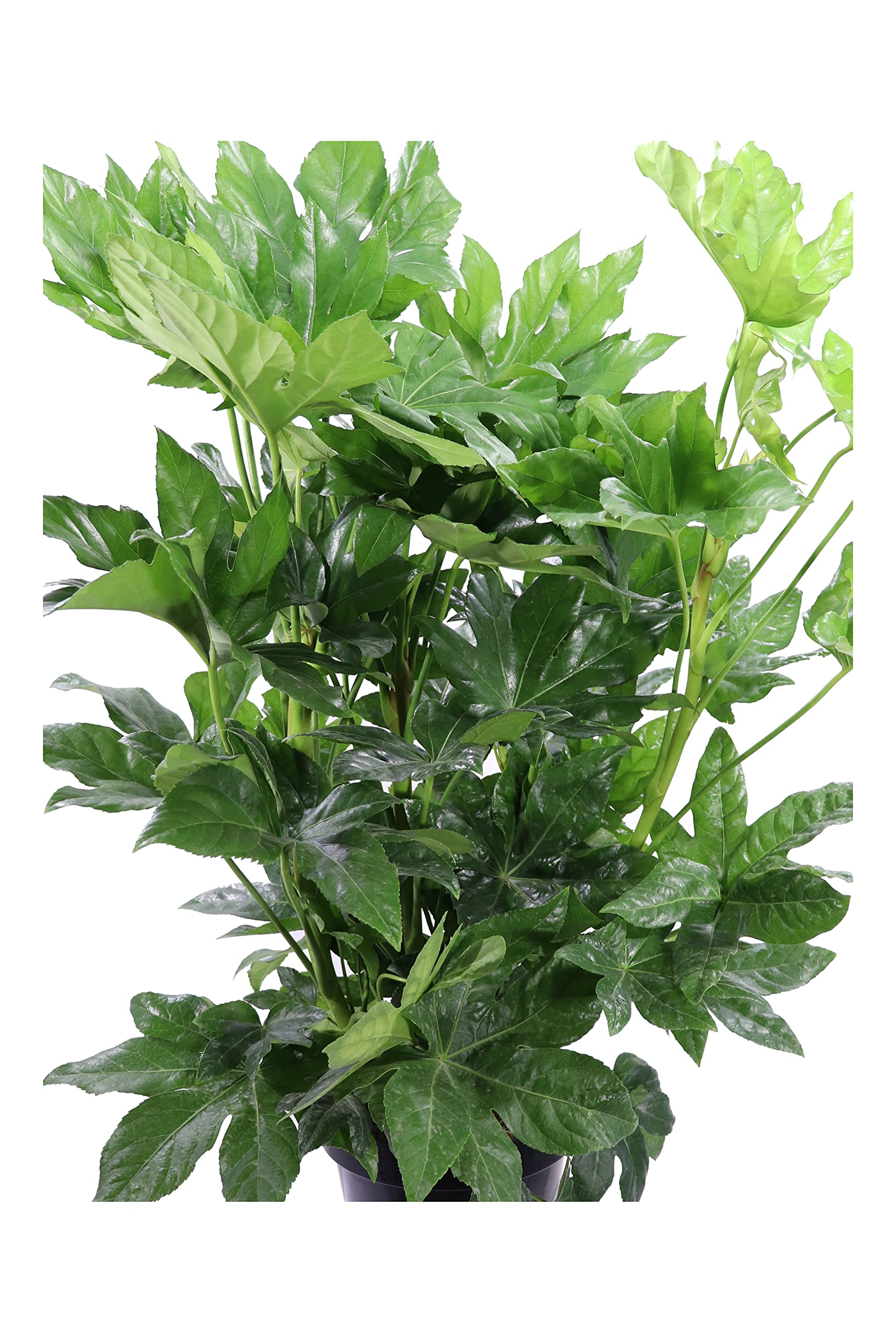 Pianta vera di Fatsia Japonica o Aralia ornamentale da arredo interno o esterno venduta da eGarden.store